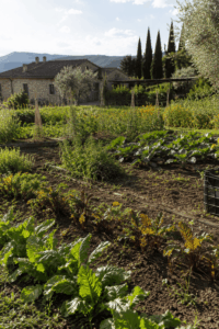 Gemüsegarten eines Agriturismo in Italien mit Zypressen im Hintergrund